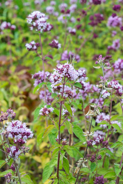 Fluffy purple-white inflorescences of Origanum vulgare in the park. Photo for a garden center or plant nursery catalog. Sale of green spaces. Close-up