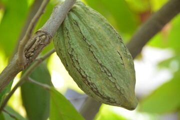 cacao bean hanging on a tree, close up
