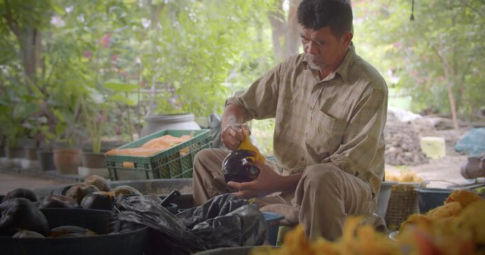 Asian male farmer slow motion scene who is elderly native, tearing the skin of the palmyra palms (lontar, fan palm)to be blended, leaving only the pulp to sell for making toddy palm cake(Kanom Tarn).

