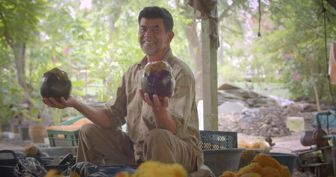 Happy smiling Asian male farmer slow motion scene who is elderly native, holding palmyra palms (lontar, fan palm), leaving only the pulp to sell for making toddy palm cake.