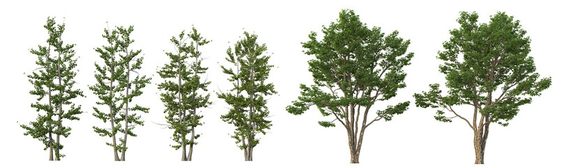 Tropical trees and plants on a white background