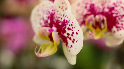Orquídea de duas cores