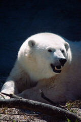 Fototapeta premium polar bear cub