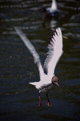 seagull in flight