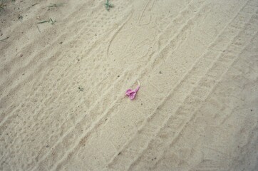 flower on the road