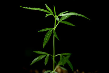 selective focus Cannabis leaf, Herbal medicine herb plant on a black background.  soft focus.shallow focus effect.