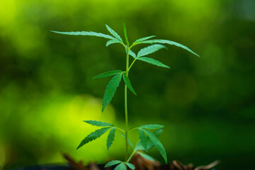 selective focus Cannabis leaf, Herbal medicine herb plant on Green Tree Bokeh Background.  soft focus.shallow focus effect.