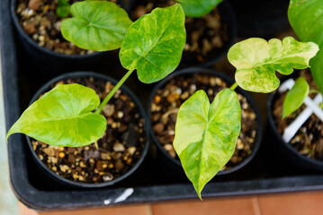 Little sapling of Alocasia​ Gageana​ Aurea Variegated in the pot