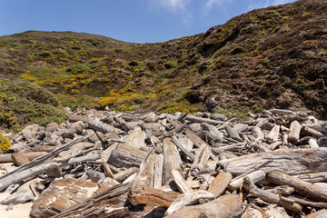 Drift wood tree trunks on the Pacific ocean coast