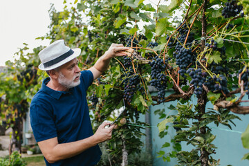 Senior man harvesting grapes in the vineyard