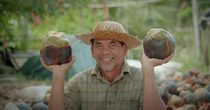 Happy smiling Asian male farmer slow motion scene who is elderly native, holding palmyra palms (lontar, fan palm), leaving only the pulp to sell for making toddy palm cake.