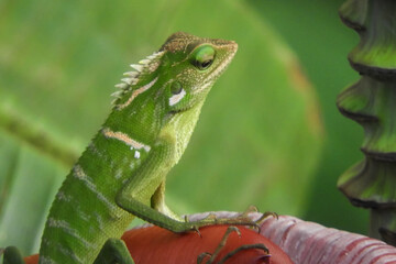 green lizard on a branch