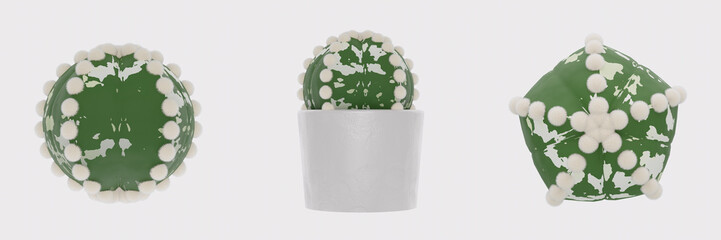 cactus on a white background