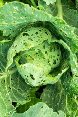 Obraz premium Cabbage damaged insects pests close-up. Plant diseases