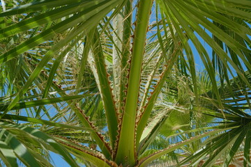 Obraz na płótnie Canvas palm leaves against the blue sky