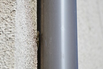 a small lizard hidden by the gutter