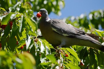 colorful wild pigeon eats red ripe cherries