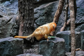 Cute monkey on the tree. Golden-headed lion tamarin. Animal wild life.