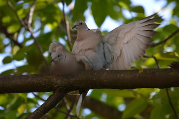 Obraz premium two gray pigeons in love