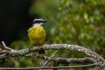 A yellow-breasted bird with a mighty beak perched on a tree branch