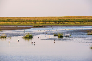 View of the Langwarder Groden/Germany at low tide in the evening with seagulls in the water