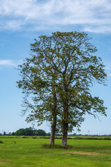 Fototapeta na wymiar Two solitary trees in a meadow under a white-blue sky in Butjadingen/Germany