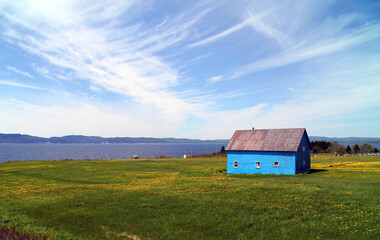 Obraz premium Blue agricultural building in dandelion filled pasture land, Gaspé Peninsular, Quebec Canada 