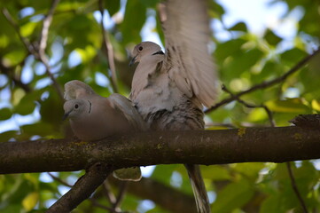 two gray pigeons in love