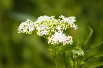 Closeup of dwarf elder inflorescence with selective focus on foreground