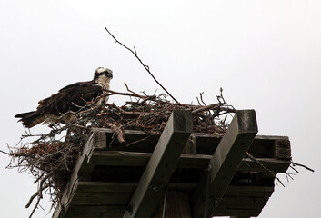 Osprey on a nesting platform, Novia Scotia Canada
