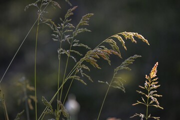 tall thin grass in spring