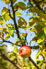 Apple on a tree branch