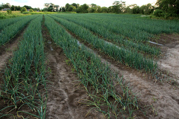Fototapeta na wymiar onions farm, field of spring onions