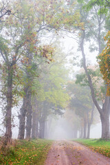 Tree lined gravel road in autumn mist