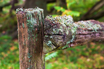 Rotting fence post in the forest