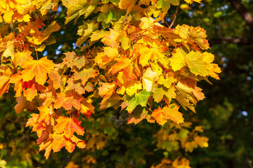 Naklejka na ściany i meble Maple leaf in autumn colors
