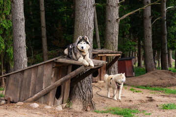 Husky dogs on a chain with booths in the background of the forest.