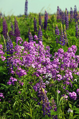 Naklejka premium Wild phlox flowers among wild lupines, Novia Scotia Canada 