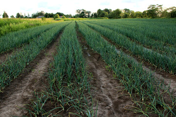 Fototapeta na wymiar onions farm, field of spring onions