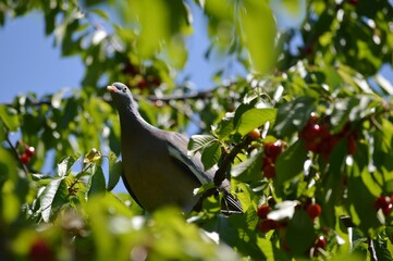 colorful wild pigeon on a branch among cherries
