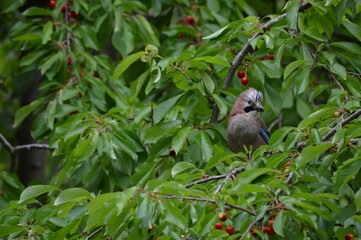 a bird in the crown of a cherry tree