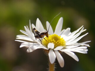 Obraz premium a small black grasshopper on a flower