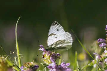 Kohlweißling Blüte in Wiese