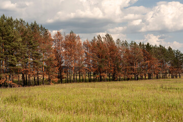 dried coniferous yellow needled pine trees burnt trunks slowly recovering after abnormal heat and drought or fire Climate change ecosystem