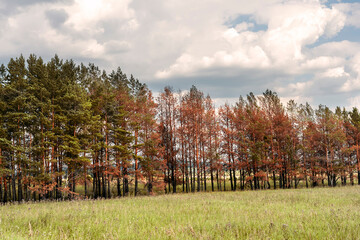 dried coniferous yellow needled pine trees burnt trunks slowly recovering after abnormal heat and drought or fire Climate change ecosystem