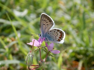 small colorful butterfly on a pink flower