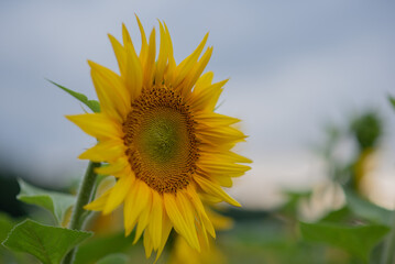 field with yellow
sunflowers