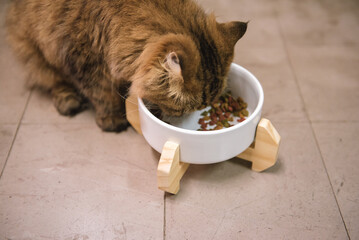 Beautiful persian cat eating on a white bowl. Cute domestic animal.