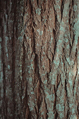 texture bark of a tree