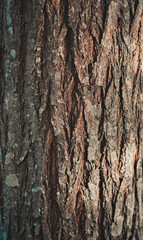 texture bark of a tree